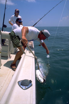 Galveston Shark Fishing.....FANTASTIC!